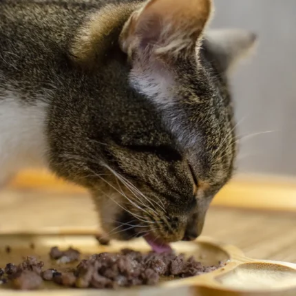 Alimento para gatos