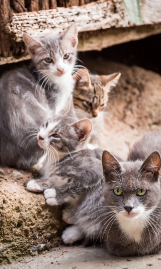 Arena aglomerante Top K9 Celeste x2 para gatos